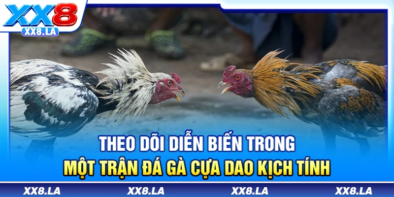 Theo dõi diễn biến trong một trận đá gà cựa dao kịch tính